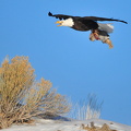 Bald Eagle (Haliaeetus leucocephalus), carrying a caught cottontail rabbit, Seedskadee National Wildlife Refuge, Sweetwater County, Wyoming, USA, Tom Koerner 2, 2016-01-09
